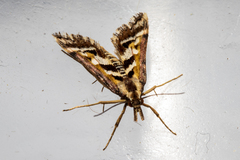 Diasemia grammalis