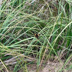 Tisiphone abeona albifascia