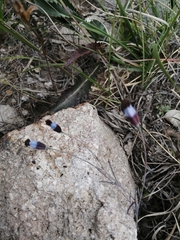 Porophyllum linaria