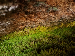 Schizymenium bryoides