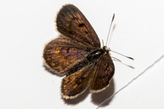 Lycaena boldenarum