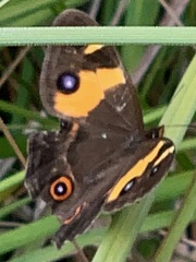 Tisiphone abeona albifascia