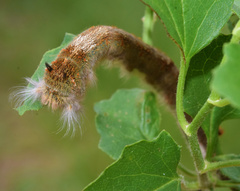 Leipoxais peraffinis