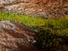 Schizymenium bryoides