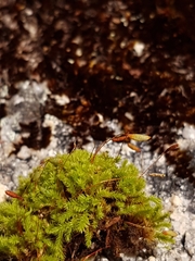 Schizymenium bryoides