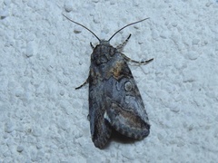 Aleptina