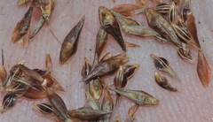 Rhynchospora glomerata