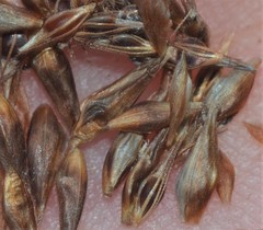 Rhynchospora glomerata