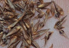 Rhynchospora glomerata