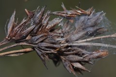 Rhynchospora glomerata