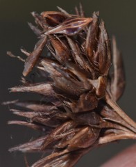 Rhynchospora glomerata