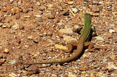 Aspidoscelis mexicanus