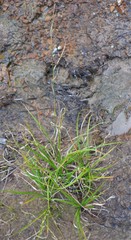 Rhynchospora glomerata