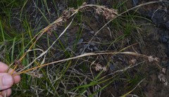 Rhynchospora glomerata