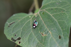 Asphaera albomarginata