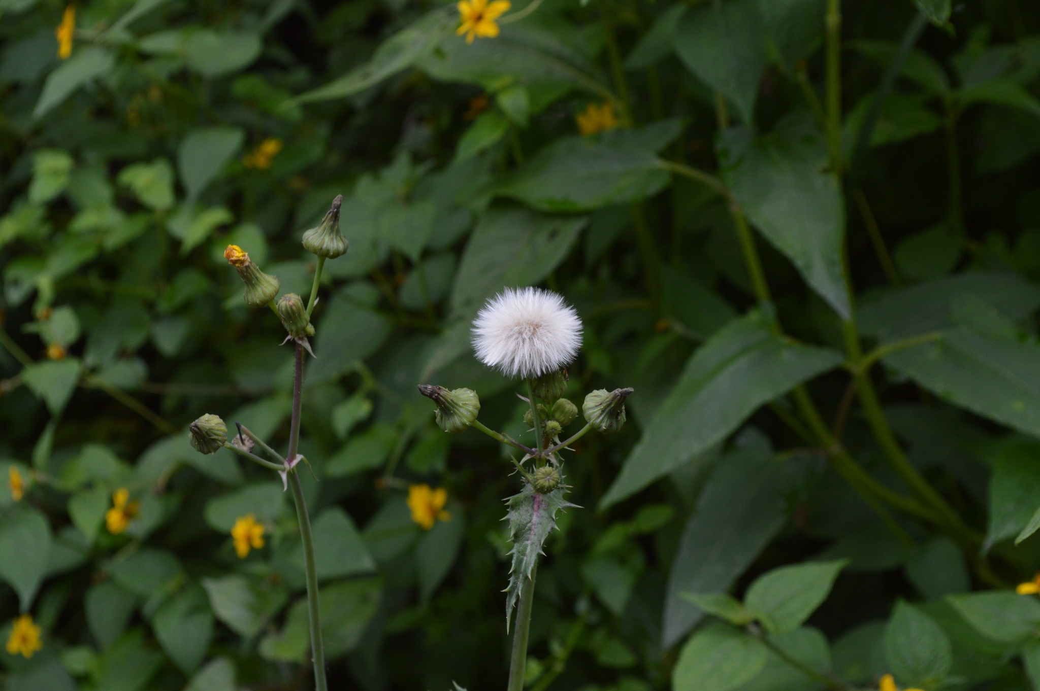 Sonchus asper image