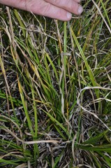 Rhynchospora glomerata