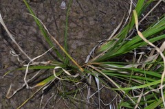 Rhynchospora glomerata