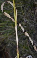 Rhynchospora glomerata