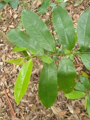 Eupomatia laurina