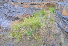 Rhynchospora glomerata