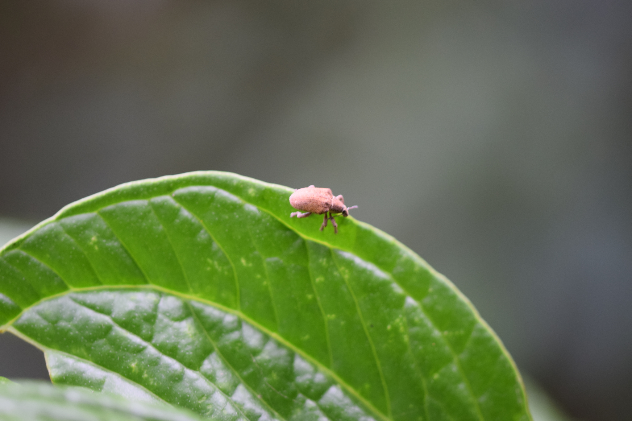 Curculionidae image