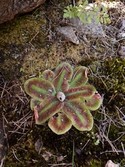 Drosera squamosa