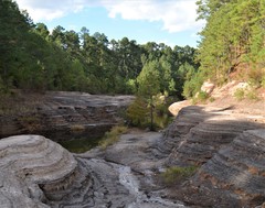 Rhynchospora glomerata