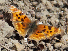 Polygonia oreas