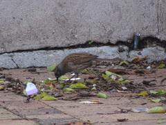 Prunella modularis