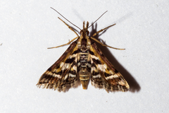 Diasemia grammalis