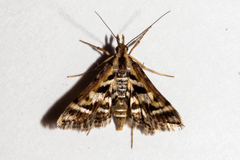 Diasemia grammalis