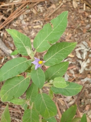 Solanum hapalum