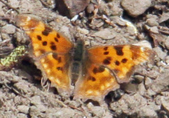 Polygonia oreas