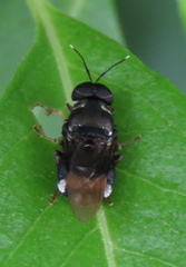 Isomerocera quadrilineata