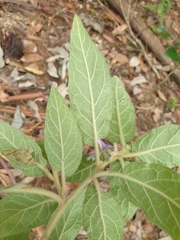 Solanum hapalum