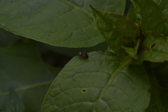 Chrysodasia
