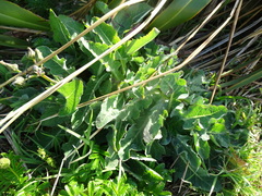 Sonchus kirkii
