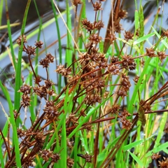 Isolepis