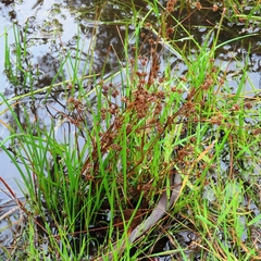 Isolepis