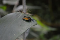 Chrysocale