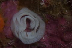 Cadlina sp-c