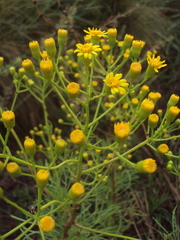 Senecio pampeanus