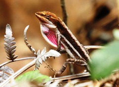 Anolis carlliebi