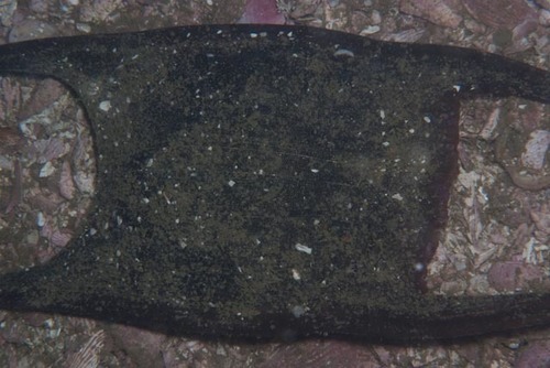White Skate