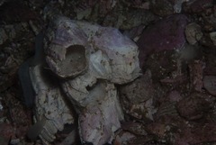 Austromegabalanus cylindricus