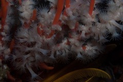 Parazoanthus capensis