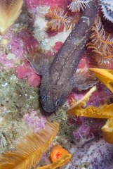 Parablennius cornutus