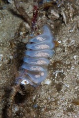 Zemiropsis papillaris