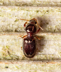 Dyschirius abbreviatus